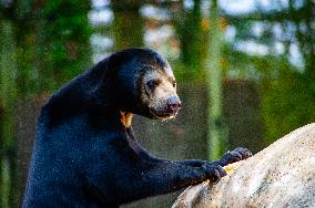 Sun Bears Devour A Huge Pumpkin At The Burgers' Zoo, In Arnhem, Netherlands.