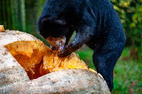 Sun Bears Devour A Huge Pumpkin At The Burgers' Zoo, In Arnhem, Netherlands.