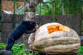 Sun Bears Devour A Huge Pumpkin At The Burgers' Zoo, In Arnhem, Netherlands.