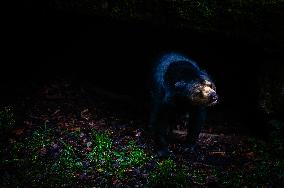 Sun Bears Devour A Huge Pumpkin At The Burgers' Zoo, In Arnhem, Netherlands.