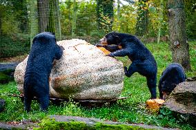 Sun Bears Devour A Huge Pumpkin At The Burgers' Zoo, In Arnhem, Netherlands.