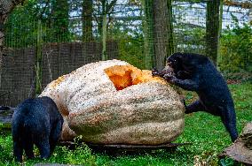 Sun Bears Devour A Huge Pumpkin At The Burgers' Zoo, In Arnhem, Netherlands.