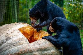 Sun Bears Devour A Huge Pumpkin At The Burgers' Zoo, In Arnhem, Netherlands.