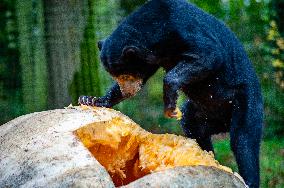 Sun Bears Devour A Huge Pumpkin At The Burgers' Zoo, In Arnhem, Netherlands.