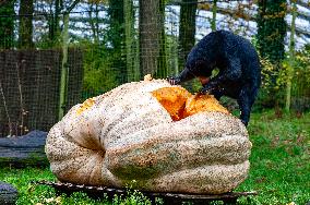 Sun Bears Devour A Huge Pumpkin At The Burgers' Zoo, In Arnhem, Netherlands.