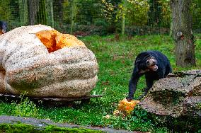 Sun Bears Devour A Huge Pumpkin At The Burgers' Zoo, In Arnhem, Netherlands.