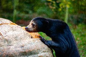 Sun Bears Devour A Huge Pumpkin At The Burgers' Zoo, In Arnhem, Netherlands.