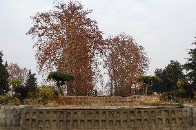 Autumn In Kashmir