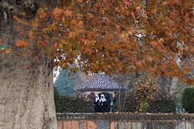 Autumn In Kashmir