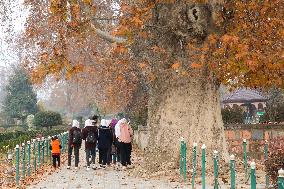 Autumn In Kashmir