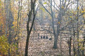 Autumn In Kashmir