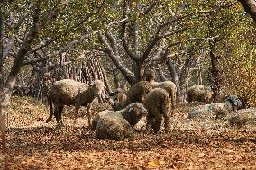 Autumn In Kashmir