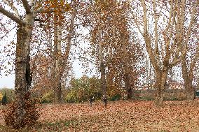 Autumn In Kashmir