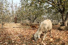 Autumn In Kashmir