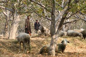 Autumn In Kashmir