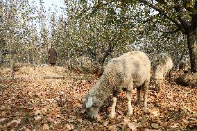 Autumn In Kashmir