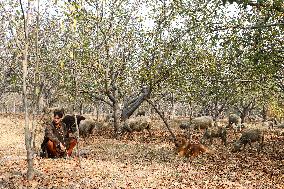 Autumn In Kashmir