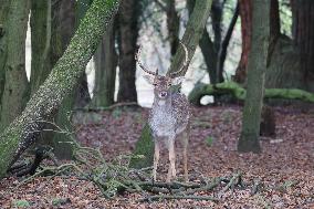 Stag Deer at Dagnam Park The Manor