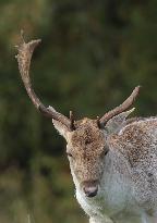 Stag Deer at Dagnam Park The Manor