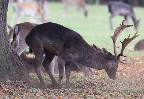 Stag Deer at Dagnam Park The Manor