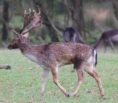 Stag Deer at Dagnam Park The Manor