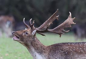 Stag Deer at Dagnam Park The Manor