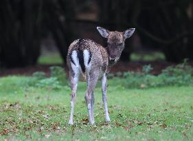 Stag Deer at Dagnam Park The Manor