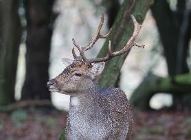 Stag Deer at Dagnam Park The Manor