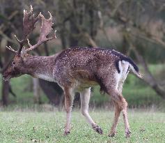 Stag Deer at Dagnam Park The Manor