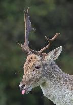 Stag Deer at Dagnam Park The Manor