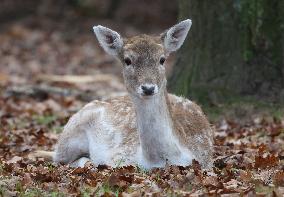 Stag Deer at Dagnam Park The Manor