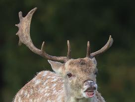 Stag Deer at Dagnam Park The Manor