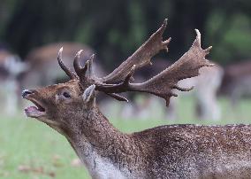 Stag Deer at Dagnam Park The Manor