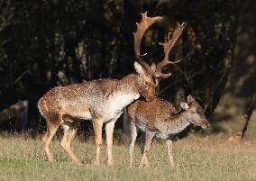 Stag Deer at Dagnam Park The Manor