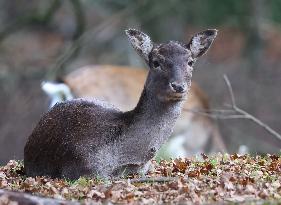 Stag Deer at Dagnam Park The Manor