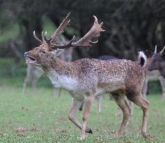 Stag Deer at Dagnam Park The Manor