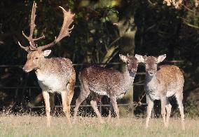 Stag Deer at Dagnam Park The Manor