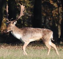 Stag Deer at Dagnam Park The Manor