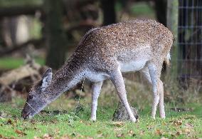 Stag Deer at Dagnam Park The Manor