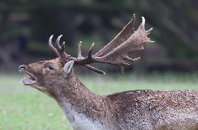 Stag Deer at Dagnam Park The Manor