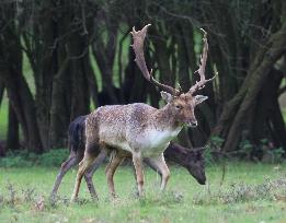 Stag Deer at Dagnam Park The Manor