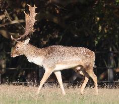 Stag Deer at Dagnam Park The Manor