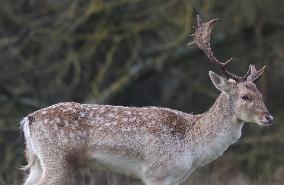 Stag Deer at Dagnam Park The Manor