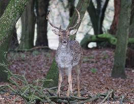 Stag Deer at Dagnam Park The Manor