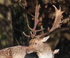 Stag Deer at Dagnam Park The Manor