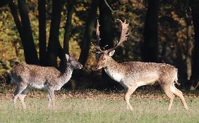 Stag Deer at Dagnam Park The Manor