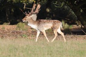 Stag Deer at Dagnam Park The Manor