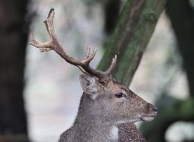 Stag Deer at Dagnam Park The Manor