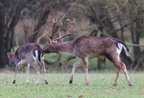 Stag Deer at Dagnam Park The Manor