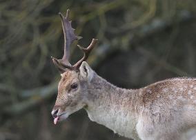 Stag Deer at Dagnam Park The Manor